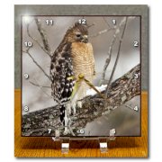 3dRose dc_90411_1 Red-shouldered Hawk, bird, Kentucky - US18 AJE0490 - Adam Jones - Desk Clock, 6 by 6-Inch
