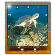 3dRose dc_89949_1 Green Sea Turtle, Makena Sp, Maui, Hawaii-Us12 Sws0150-Stuart Westmorland-Desk Clock, 6 by 6-Inch