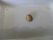 Mặt đá Sapphire nâu KT 1,2 x 1.0 cm nặng 1,07 g