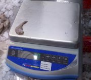 Cân điện tử chống nước chất lượng cao Blueshark Yuchen 30kg/0.1g