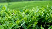 Chiết xuất trà xanh Herbex Green Tea Extract Biospectrum