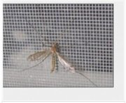 Lưới chống muỗi Kim Long KL68