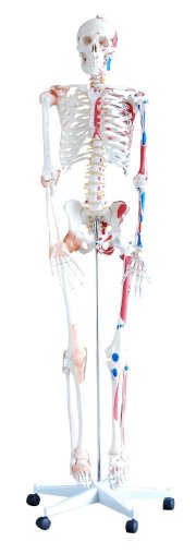 Mô hình khung xương người MH Wuyang