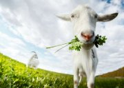 Tinh mùi Sữa Dê (Goat Milk) nhập khẩu Singapore