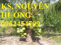 Chuyên Cung Cấp Giống Cây Dừa Xiêm Lùn, Dừa Xiêm Xanh, Cây Dừa Dứa, Cây Dừa Dây