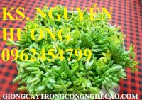 Chuyên Cung Cấp Giống Cây Hoa Thiên Lý, Cây Thiên Lý, Thiên Lý,Thiên Lý Siêu Hoa