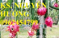 Chuyên Cung Cấp Giống Cây Thanh Long Ruột Đỏ Chất Lượng Cao, Cây Thanh Long