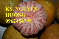 Chuyên Bán Giống Cây Bưởi Đỏ Tân Lạc, Bưởi Đào,Bưởi Hòa Bình,Bưởi Chất Lượng Cao