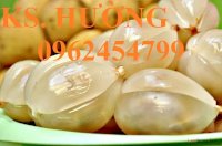 Chuyên Cung Cấp Cây Giống Dâu Da Đất, Cây Bòn Bon, Giao Cây Toàn Quốc