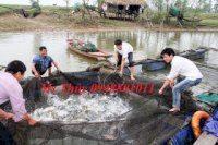 Cơ Sở Chuyên Gia Công Lưới Cũ Nhật Làm Lồng Nuôi Cá Tại Mỹ Đình