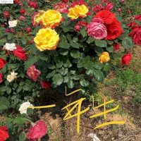 Chuyên Cung Cấp Giống Hoa Hồng Cây, Tree Rose, Cam Kết Chất Lượng, Giao Hàng Toàn Quốc