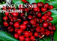 Địa Chỉ Chuyên Cung Cấp Các Loại Cây Giống Chất Lượng, Cây Cherry Anh Đào, Cây Cherry Brazil