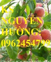 Cung Cấp Giống Cây Đào Ăn Quả, Đào Đỏ. Trung Tâm Cung Cấp Giống Cây Ăn Quả Toàn Quốc