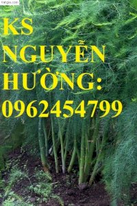 Địa Chỉ Cung Cấp Cây Giống Măng Tây Giá Rẻ, Cây Giống Sinh Trưởng Cho Năng Suất Cao, Giao Cây Tận Nơ