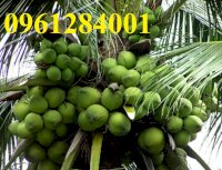 Cây Giống Dừa Xiêm Xanh Lùn, Dừa Lùn, Dừa Xiêm Xanh, Trồng Cây Dừa Năng Suất Cao, Chất Lượng
