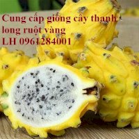 Cung Cấp Giống Cây Thanh Long Ruột Vàng Malaysia - Viencaygiongtrunguong