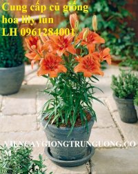 Chuyên Sỉ, Lẻ Củ Hoa Lily Lùn, Kỹ Thuật Trồng Hoa Ly Lùn Trong Chậuu Đón Tết
