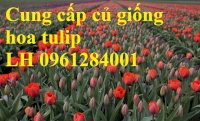 Chuyên Cung Cấp Sỉ, Lẻ Củ Hoa Tulip, Củ Hoa Tulip Hà Lan Chuẩn Giống, Hỗ Trợ Kỹ Thuật Trồng