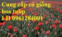 Chuyên Cung Cấp Củ Giống Hoa Tulip Hà Lan Số Lượng Lớn, Củ Hoa Tuy Lip, Cam Kết Chất Lượng, Uy Tín