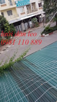 Lưới Cước Trồng Hoa Cúc,Lưới Làm Dàn Trồng Cây