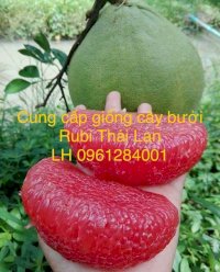 Cung Cấp Giống Cây Bưởi Ruby Thái Lan, Bưởi Thái, Kỹ Thuật Trồng Bưởi Ruby Chuẩn