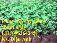 Cung Cấp Cây Giống Bò Khai, Cây Giống Chùm Ngây, Cây Giống Bồ Kết Số Lượng Lớn, Uy Tín, Giao Toàn Quốc.