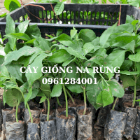 Cây Giống Na Rừng, Na Rừng Đỏ, Loài Cây Quý Với Nhiều Công Dụng Chữa Bệnh