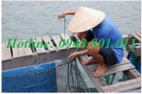 Xưởng Sản Xuất, Cơ Sở Cung Cấp Các Loại Lưới Lồng Nuôi Cá Ếch Tôm Cua Thủy Hải Sản Uy Tín, Chất Lượng