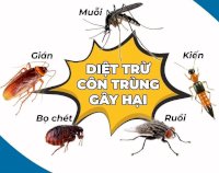 Dịch Vụ Diệt Mối - Diệt Chuột - Diệt Côn Trùng