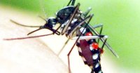 Công Ty Phun Thuốc Muỗi Tại Huế