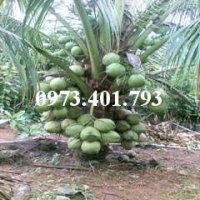 Nơi Cung Cấp Giống Cây Dừa Xiêm Xanh Uy Tín
