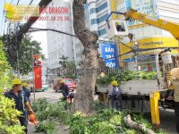 Dịch Vụ Chặt Cây Cắt Tỉa Cành Nhánh Cây Đô Thị Ở Tphcm, Đồng Nai