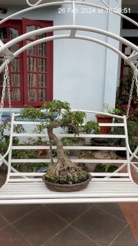 Cây Sanh Bonsai Mini Tại Thái Nguyên