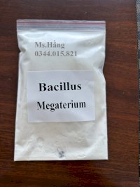 Men Vi Sinh Nguyên Liệu Bacillus Megaterium 10 Tỷ Cfu/G