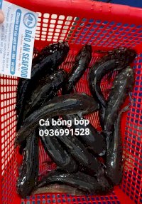 Báo Giá Cá Bống Bớp Tươi Ngon Tại Hà Nội