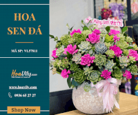 Chậu Hoa Sen Đá - Vạn Sự Khởi Sắc