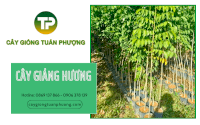 Cung Cấp Giáng Hương Giống Số Lượng Lớn Tại Đồng Nai