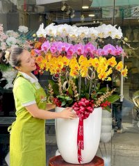 Shop Bán Hoa Lan Hồ Điệp Đẹp Nhất Tại Phú Nhuận