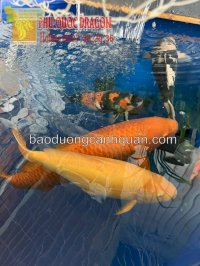 Vệ Sinh Bể Lọc Hồ Cá Koi Ở Đồng Nai, Hcm, Br-Vt