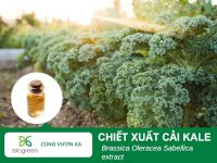 Tác Dụng Làm Đẹp Của Chiết Xuất Cải Kale