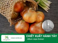 Tác Dụng Làm Đẹp Của Chiết Xuất Hành Tây