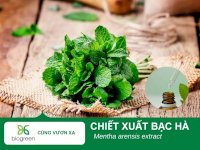 Giải Pháp Kiểm Soát Nhờn & Làm Sạch Da - Chiết Xuất Bạc Hà Thiên Nhiên