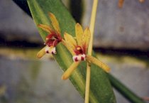 Cymbidium polanei gagn (Tử cán)