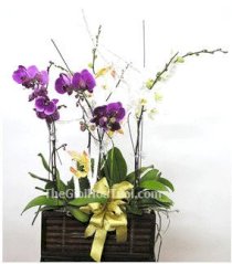 Flowers Arrangement 11