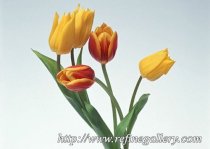 Tranh hoa Tulip