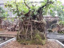 Cây bonsai - sanh 05