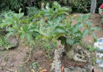 Cây bonsai - lộc vừng 04