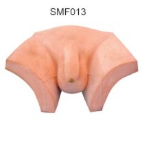 Mô hình dương vật SMF013 