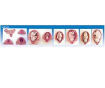 Mô hình các giai đoạn phát triển của thai nhi SMF020 Suzhou,TQ  