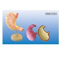 Mô hình hệ thống mạch máu của dạ dầy SMD050 Suzhou,TQ 
